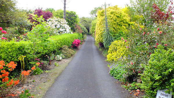 Knockpatrick Gardens autumn avenue