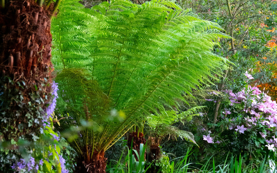 Tree Ferns