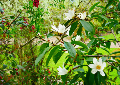 Magnolia and Cestrum