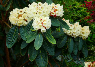 Rhododendron Sinogrande