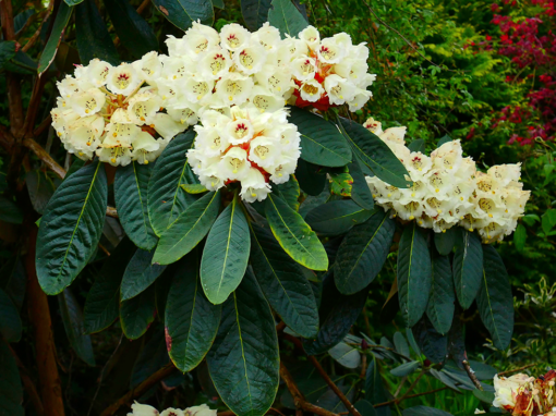 Rhododendron Sinogrande